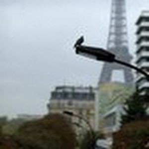 Meet your Posher, Daeja